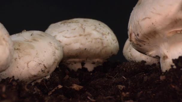 Dolly Shot Of Footage Of Cultivated Mushrooms Growing in Soil Footage. - Footage, Video