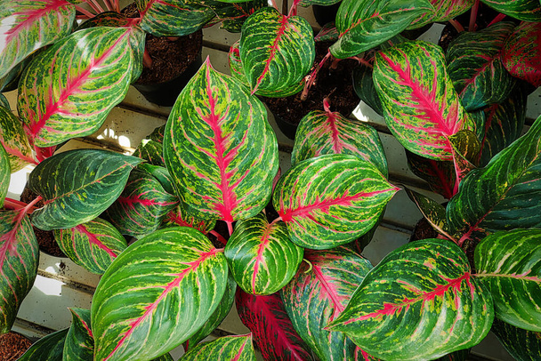 Vista superior de hojas de aglaonema rosa y verde. - Foto, imagen
