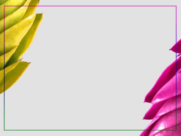 Diseño creativo hecho de hojas jóvenes amarillas y rosadas (gema de Zanzíbar) con marco de texto sobre fondo gris. Puesta plana.  - Foto, Imagen