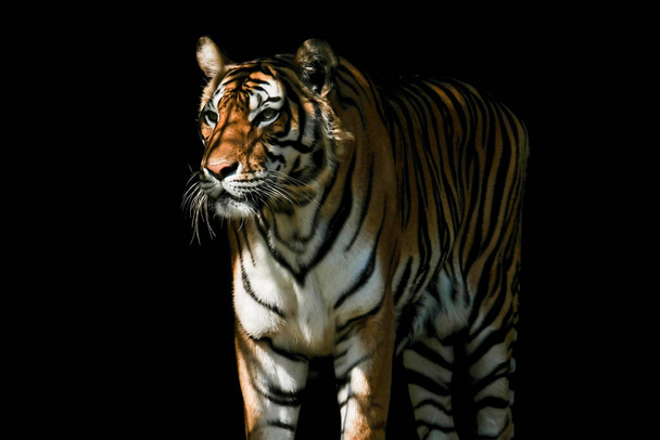 Tigre sobre fondo negro - Foto, Imagen