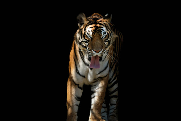Tigre sobre fondo negro - Foto, Imagen
