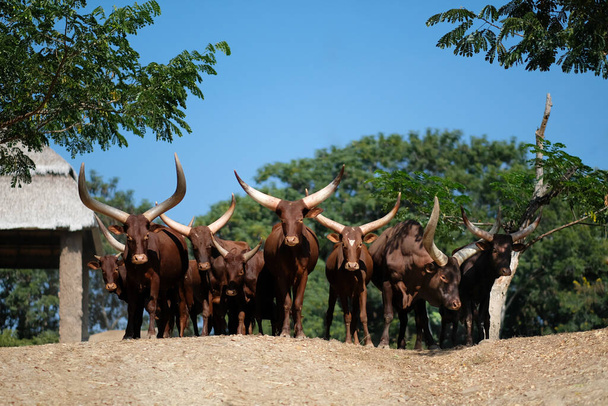 Watusi sığırları dünyanın en uzun boynuzlarına sahip boğalardır.. - Fotoğraf, Görsel