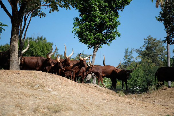 Il bestiame Watusi è il toro con le corna più lunghe del mondo. - Foto, immagini