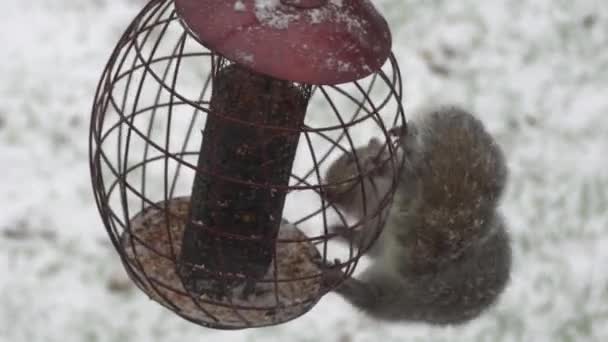 Ein Eichhörnchen klaut im Winter Samen von einem Vogelfutterhäuschen - Filmmaterial, Video