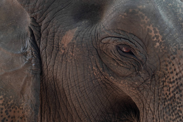 elefánt, thaiföldi állat, nagy állat, ajutthaya elefánt  - Fotó, kép