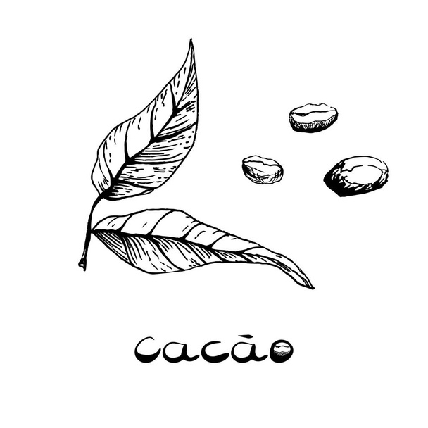 Feuilles et haricots du cacaoyer. Image en noir et blanc dans le style dessiné à la main. Illustration vectorielle, croquis - Vecteur, image