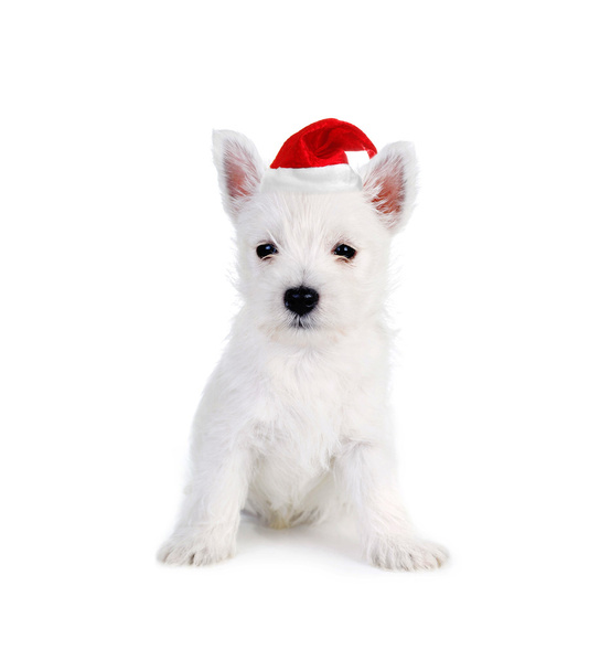 White puppy - Фото, зображення
