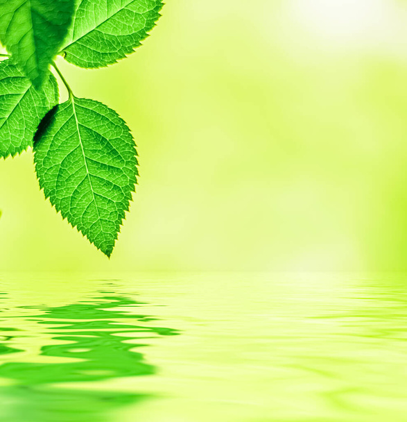 Zielone liście i woda źródlana, ekologiczna przyroda i tło bioenergii - Zdjęcie, obraz