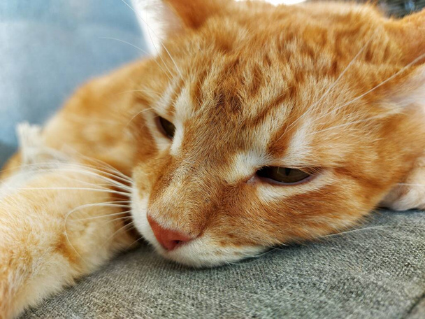  muso di un gatto sonnecchiante rossiccio - Foto, immagini