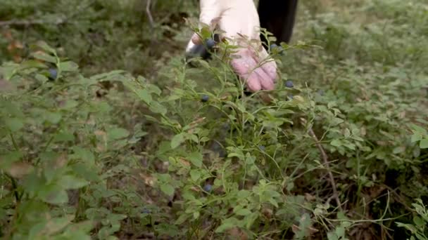 Woman in gloves is picking up blueberries in wild forest in palm, closeup view. - Video