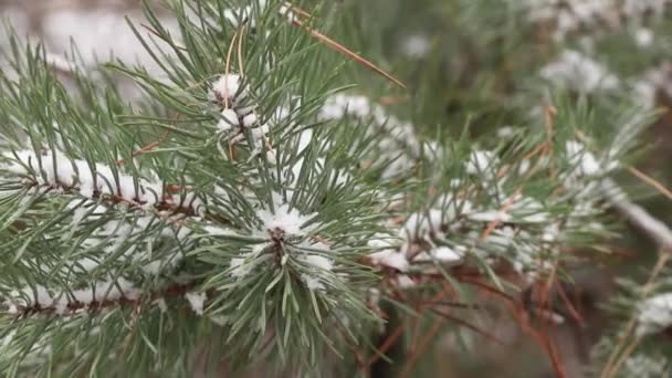 rama de un árbol de Navidad en la nieve se balancea lentamente en el viento en el bosque en diciembre - Metraje, vídeo