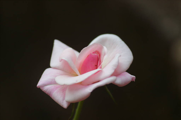 Krása růžové růže květiny - Fotografie, Obrázek