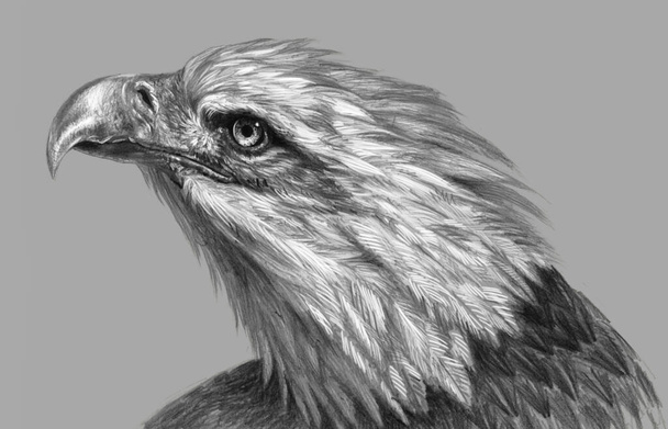 Realistic freehand drawing. Eagle head isolated on a gray background. Monochrome illustration - Photo, image