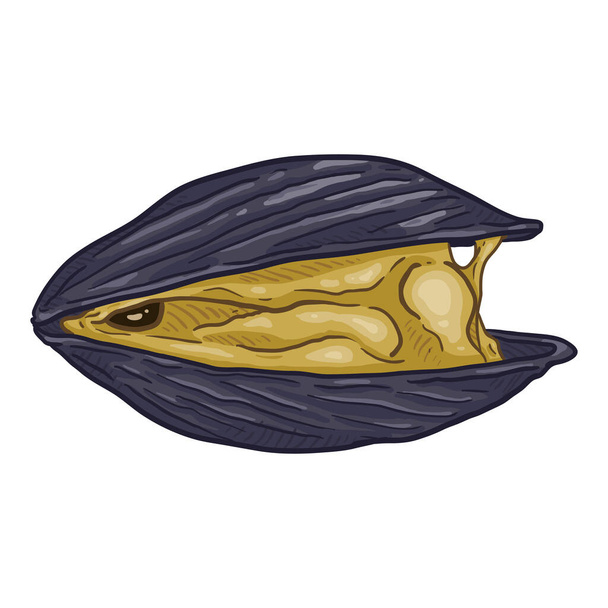 Vector Cartoon Open Mussel Illustration - Vector, Image