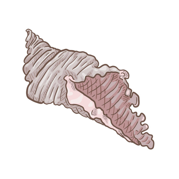 Beyaz Arkaplanda Vektör Karikatür Deniz Kabuğu - Vektör, Görsel