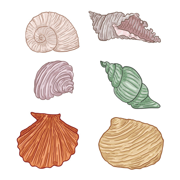 Vector cartoon set van verschillende schelpen - Vector, afbeelding