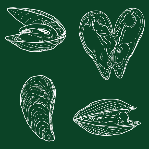 Vector Set of Chalk Mussels. Mollusk Illustrations. - Vector, Image