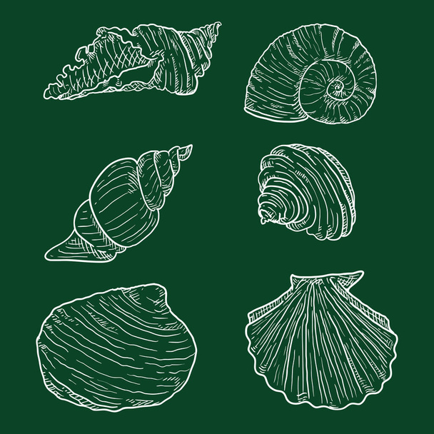 Conjunto vectorial de conchas marinas de boceto de tiza sobre fondo de pizarra. - Vector, imagen