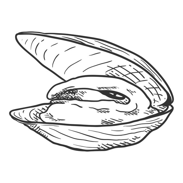 Vector Sketch Open Mussel Illustration - Vector, Image
