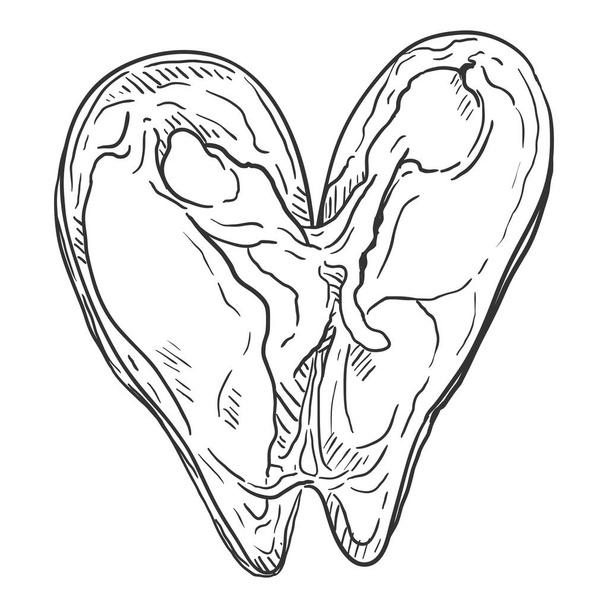 Vector Sketch Open Mussel Ilustración - Vector, imagen
