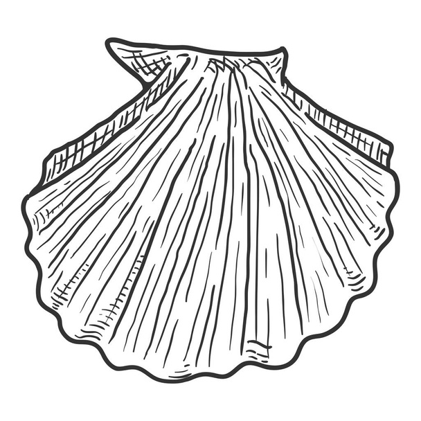 Vektorskizze Muschel auf weißem Hintergrund - Vektor, Bild