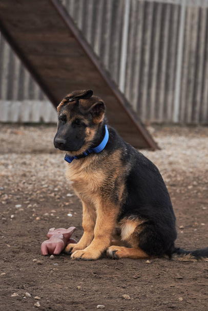 Cute little puppy of black and red German shepherd sits on dog Playground next to rubber pig toy. Charming young thoroughbred dog with protruding ears and large brown eyes. - Photo, Image
