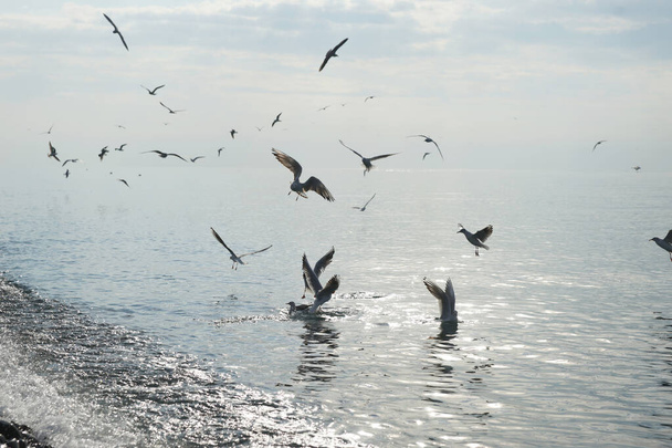 Seagulls over water in the Black Sea in Adler. - Photo, Image