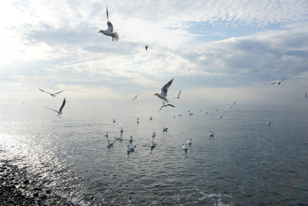 Gaviotas sobre el agua en el Mar Negro en Adler. - Foto, Imagen
