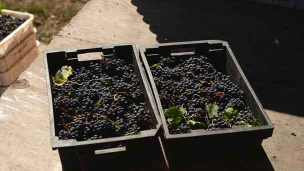 szőlőszüret vörösborhoz a borgyárban, - Felvétel, videó