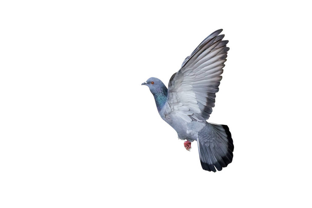 Liike Kohtaus Rock Pigeon Flying in the Air Eristetty valkoisella taustalla leikkausreitillä - Valokuva, kuva