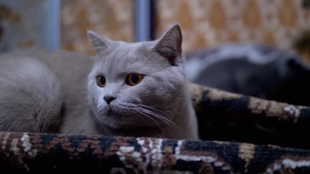 Дивний сірий британський пуребрідований кіт з зеленими очима, сидячи під ялинкою. - Кадри, відео