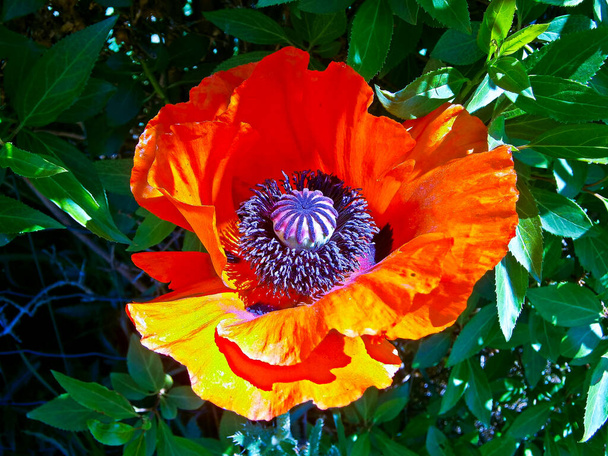 Kwiat maku na łące - Zdjęcie, obraz