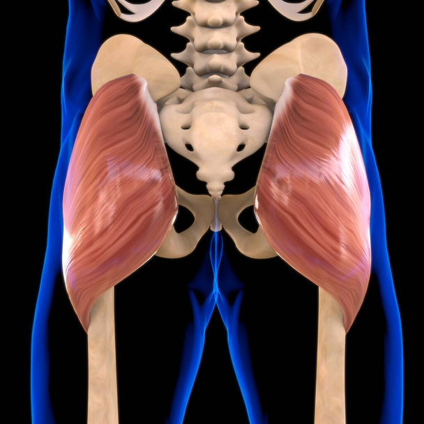 3D Illustration, Muskel ist ein Weichgewebe, Muskelzellen enthalten Proteine, die eine Kontraktion erzeugen, die sowohl die Länge als auch die Form der Zelle verändert. Muskeln funktionieren, um Kraft und Bewegung zu erzeugen. - Foto, Bild