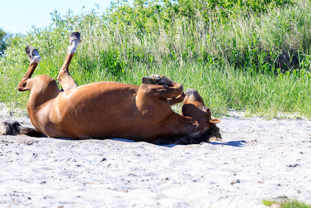 caballo revolcándose en la arena en un día de verano bajo el sol. descanso con caballos - Foto, imagen