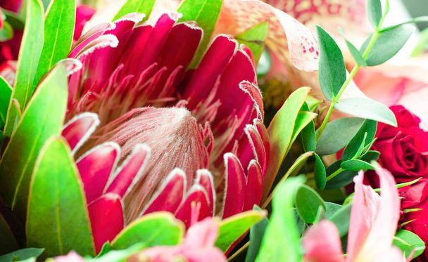 protea flower bud closeup macro background - Photo, Image