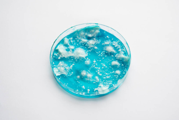 Micelio de hongos Reishi en agar dextrosa de patata. Micología Creciendo en una placa Petri. Accesorios de laboratorio. Placa de micelio petri fúngico. Micelio de setas en agar. Fondo blanco. - Foto, Imagen