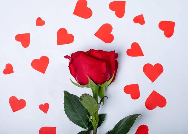 Rote Rose zwischen den Herzen auf weißem Hintergrund. Hintergrund zum Valentinstag. - Foto, Bild