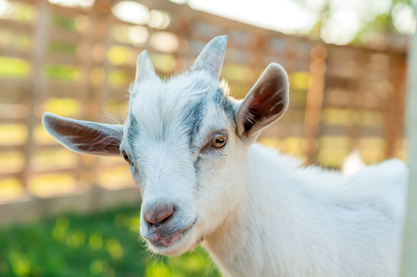 Portrait of a cute goat on a sunny summer day. - Photo, Image
