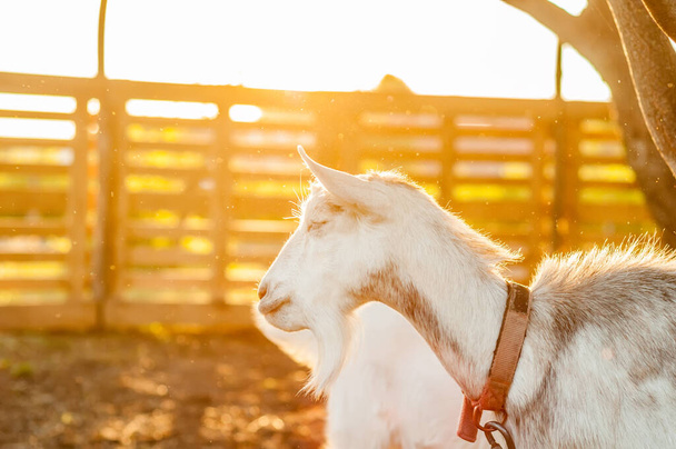 Vue sur les chèvres un jour d'été pendant le coucher du soleil dans la cour arrière. - Photo, image