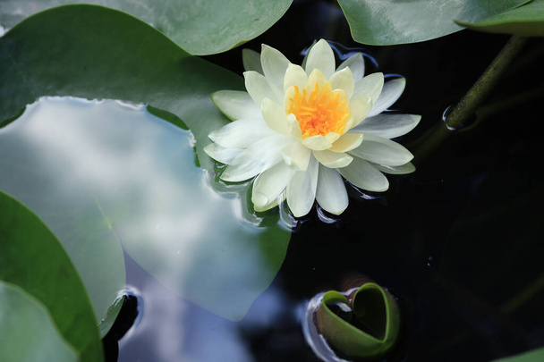 Білий квітковий фон лотоса
 - Фото, зображення