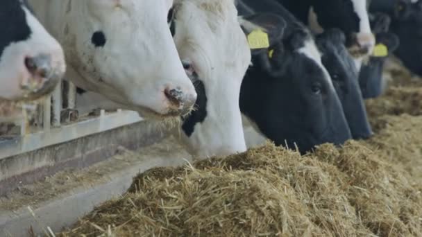 Vacas comiendo ensilaje en una granja lechera grande, producción de leche - Metraje, vídeo