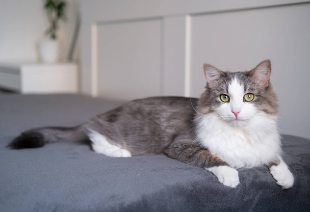 Een schattige kat ligt thuis op een grijze deken. grijze kat kijkt naar de camera in een stijlvol interieur. - Foto, afbeelding