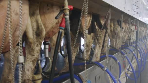 Proceso de ordeño de vacas en una granja lechera grande - Metraje, vídeo