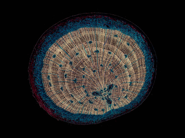 mikroskop záběr abstraktního prvku buňky na tmavém pozadí - Fotografie, Obrázek