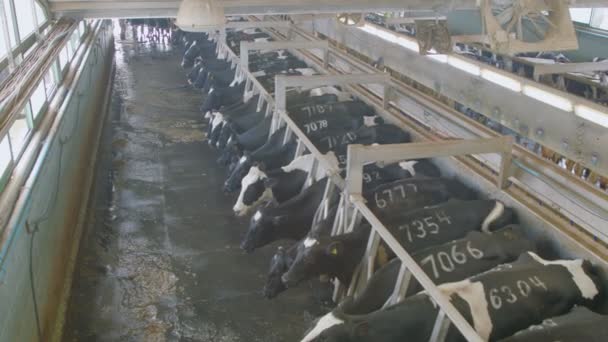 Доение коров на большой молочной ферме - Кадры, видео