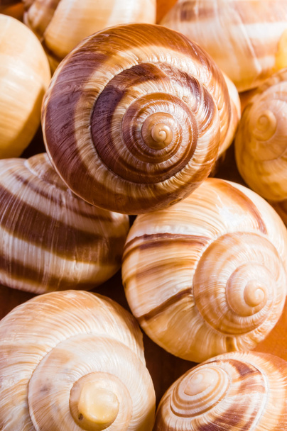 Snail Shells - Photo, Image