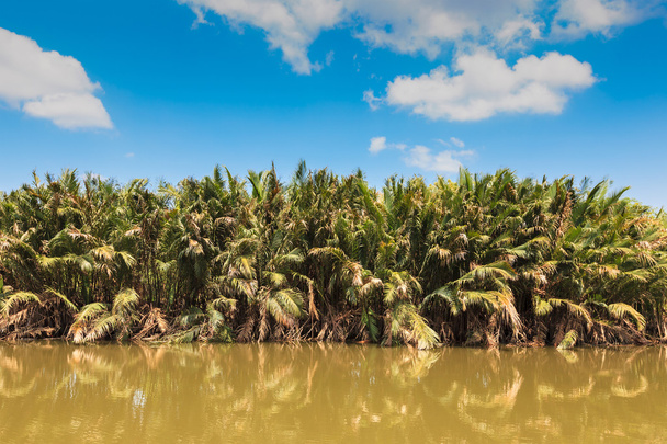 "Nypa fruticans "tai" nipa palm ", mangrovessa ja sinisellä taivaalla
 - Valokuva, kuva