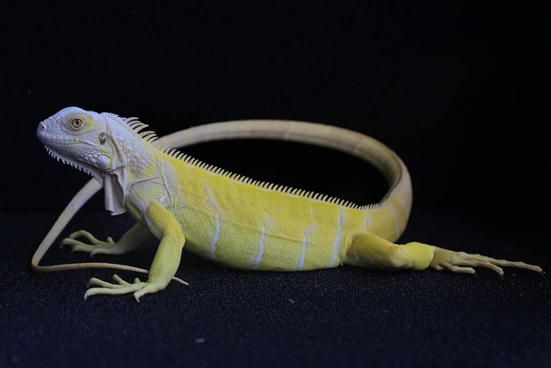 Una iguana amarilla (iguana) con una pose elegante. - Foto, imagen