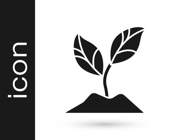 Grey Plant icon isolated on white background. Seed and seedling. Leaves sign. Leaf nature.  Vector Illustration. - Vector, Image