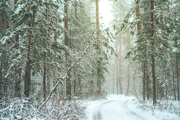 Красивый зимний пейзаж сосен, покрытых снегом - Фото, изображение